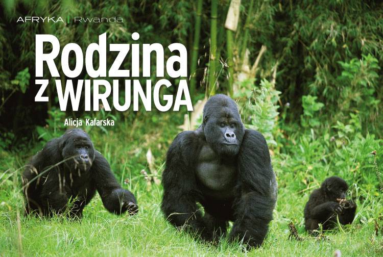 Losowy darmowy artykuł